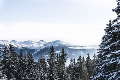 雪山坡地树木航空摄影